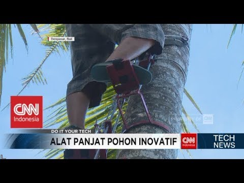 Pakai Ponkod! Cara Mudah dan Aman Memetik Buah Kelapa - TechNews