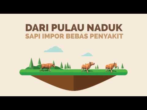 Ini Pulau Yang Membuat Sapi Impor Bebas Penyakit