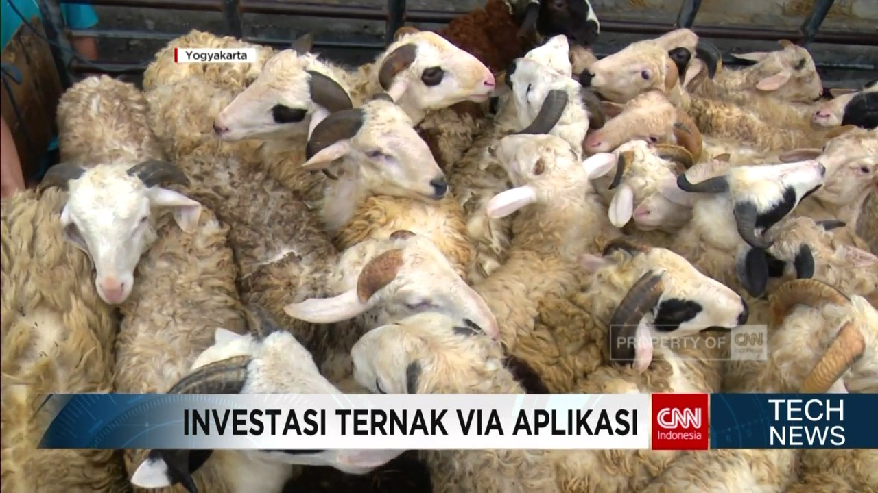 Investasi Ternak Domba dan Lele via Aplikasi Smartphone