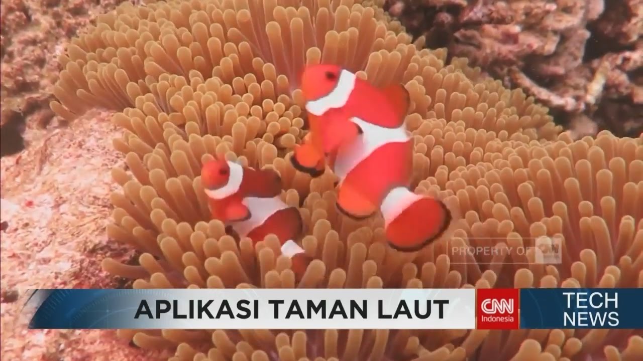 Jaga & Awasi Taman Laut Melalui Aplikasi