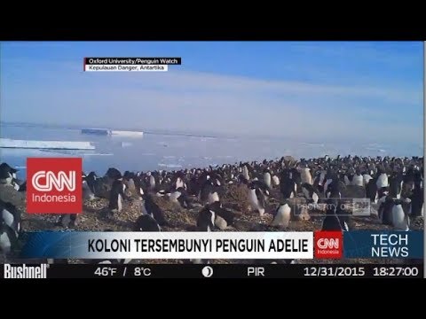 Mencengangkan! Sekitar 1,5 juta Penguin Ditemukan di Pulau ‘Danger’