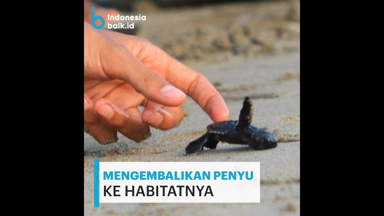 Mengembalikan Penyu Ke Habitatnya