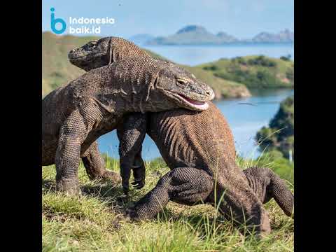 [Miniclip] Komodo dan Taman Wisata Komodo