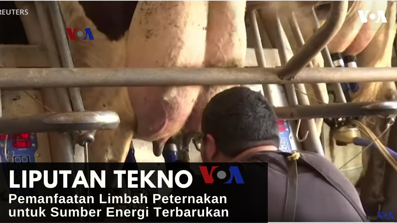 Pemanfaatan Limbah Peternakan untuk Sumber Energi Terbarukan