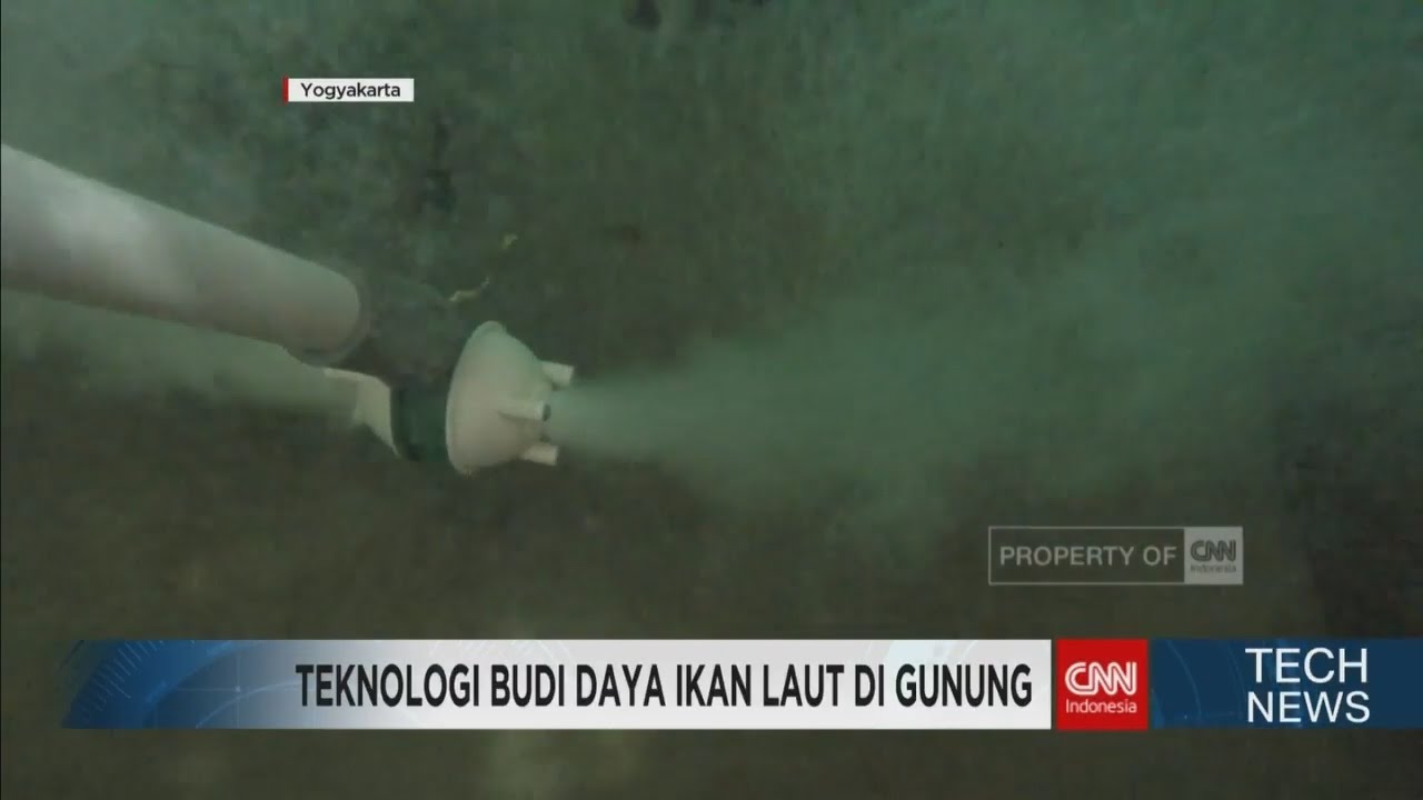 Teknologi Ternak Ikan Laut di Gunung