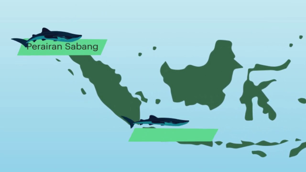 Selamatkan Hiu Paus di Indonesia