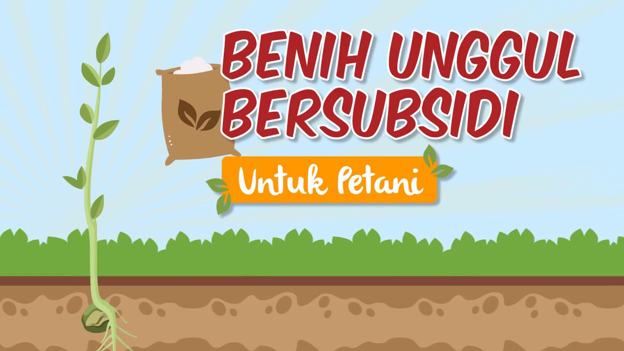 Benih Unggul Bersubsidi untuk Petani