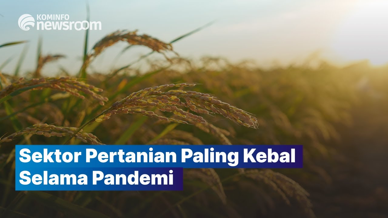 Sektor Pertanian Jadi Sektor yang Paling Kebal Selama Pandemi